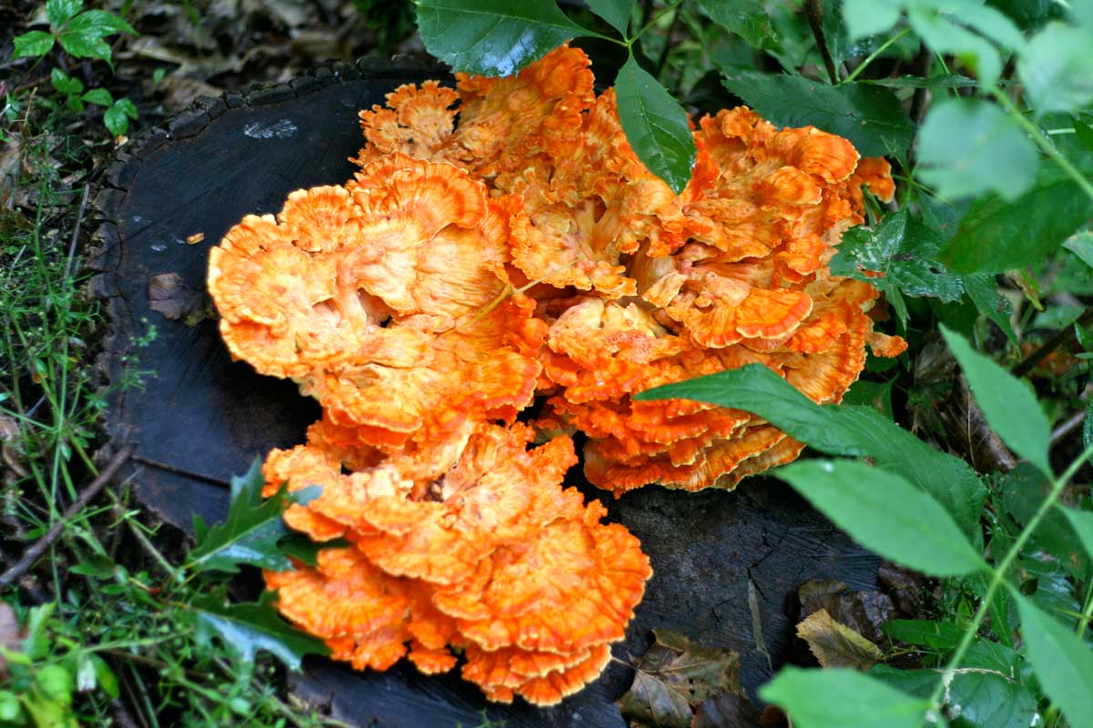 Chicken of the Woods Mushroom Seasoning – HaaShrooms