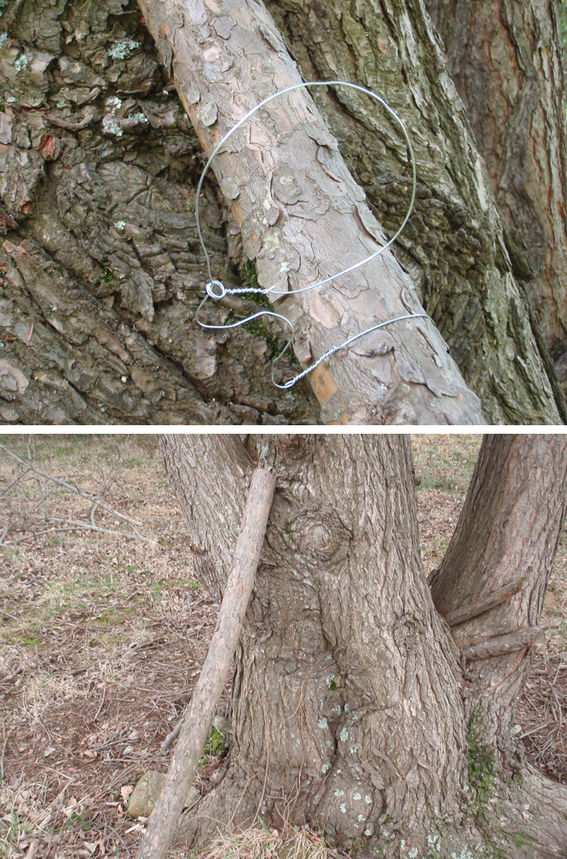 squirrel pole snare survival trap