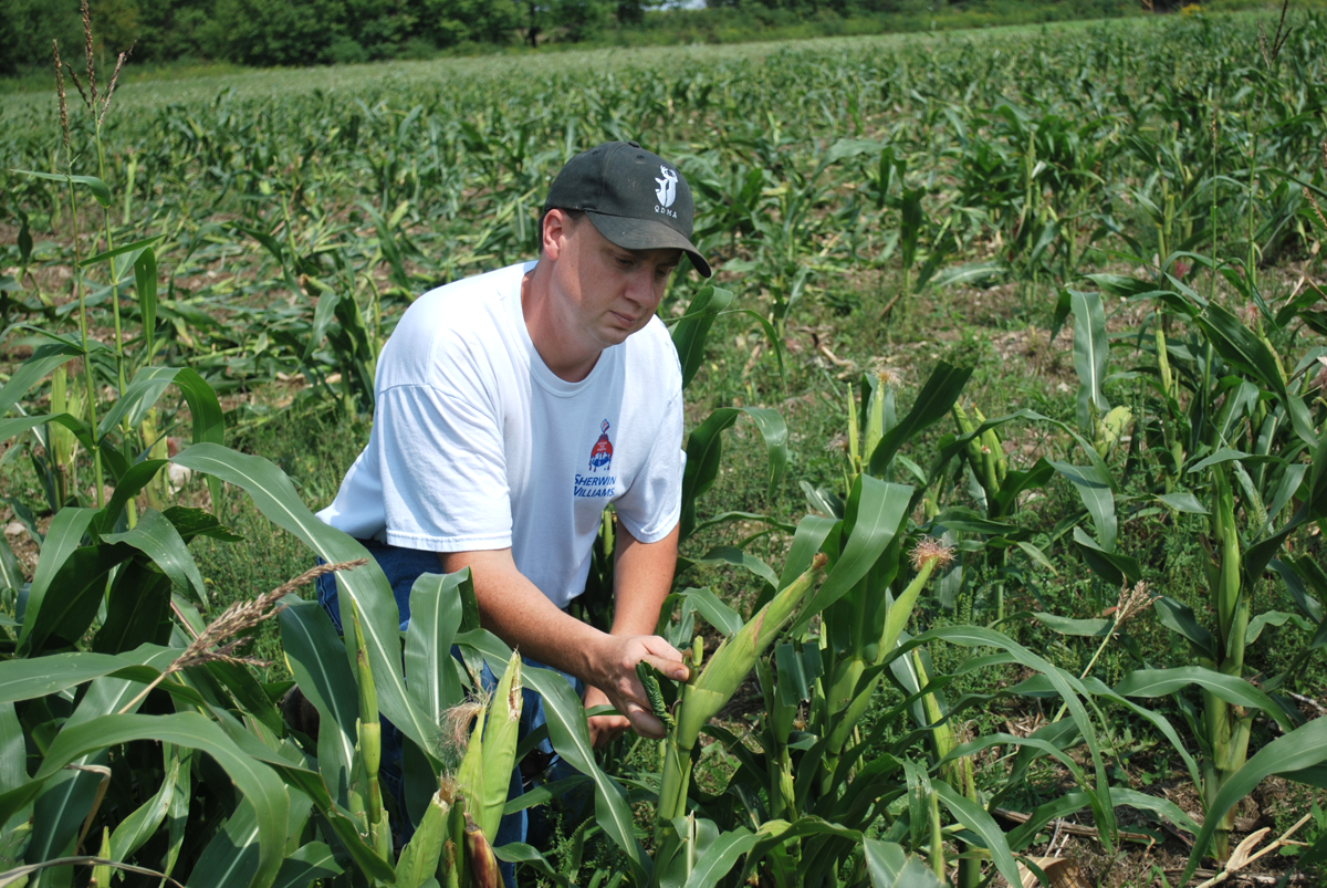 corn plot