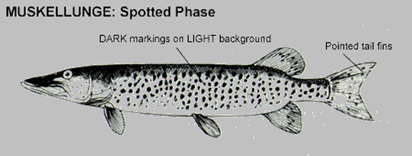 httpswww.outdoorlife.comsitesoutdoorlife.comfilesimport2014importImage2010photo10013215798_muskie_spot.jpg