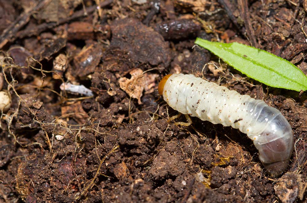 grub survival food