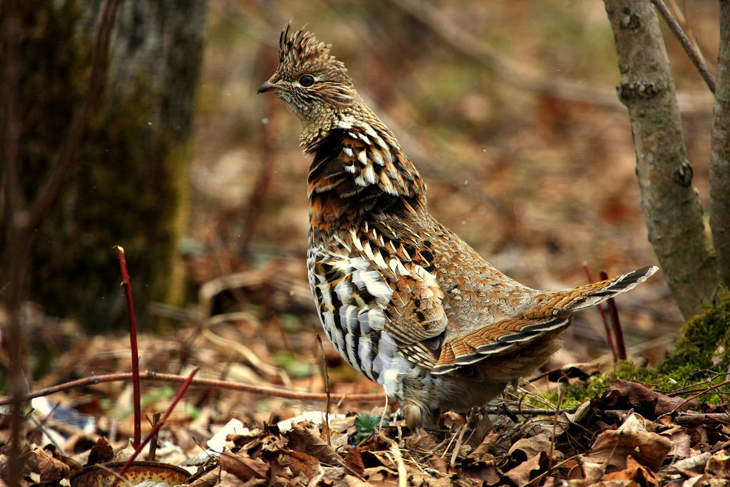 ruffed grouse