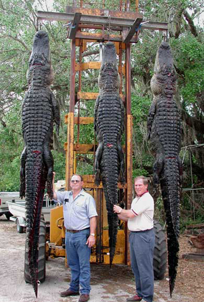 httpswww.outdoorlife.comsitesoutdoorlife.comfilesimport2014importImage2010photo100132157924_gator1-1.jpg