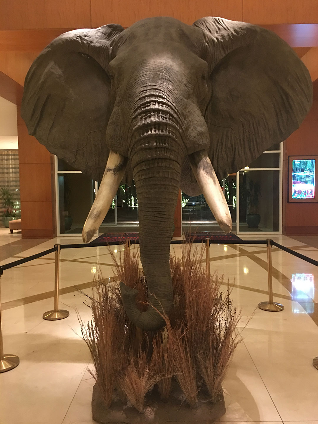 elephant taxidermy