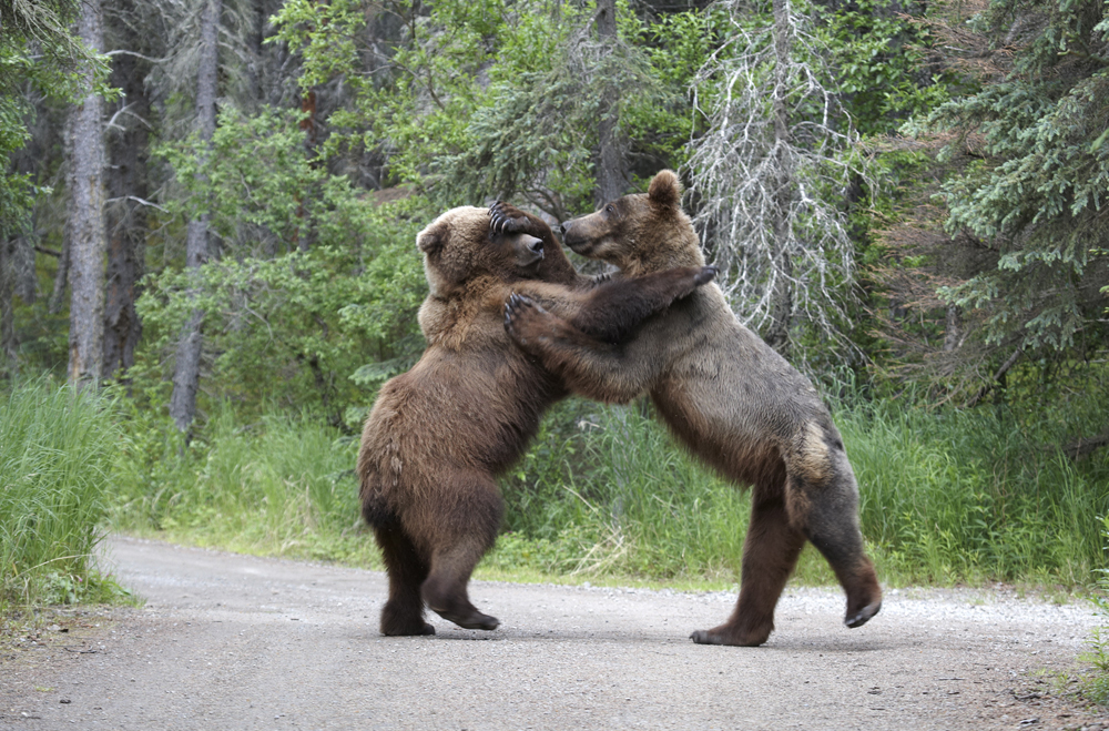 httpswww.outdoorlife.comsitesoutdoorlife.comfilesimport2013images201211SN_BEAR_FIGHT_5.jpg