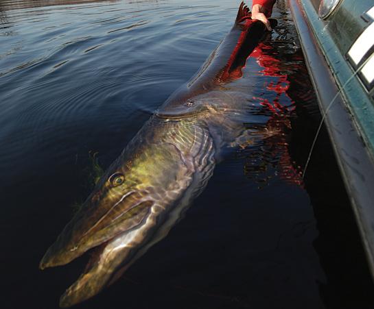 muskie boatside