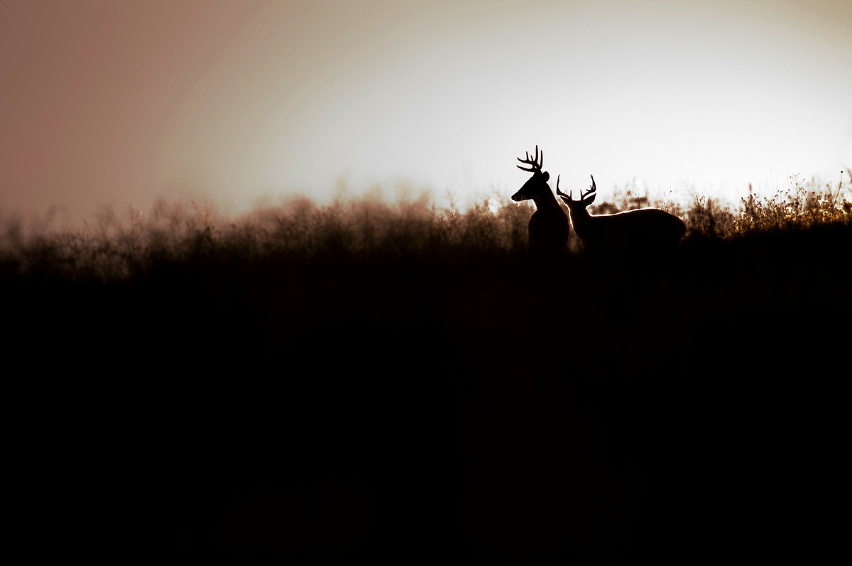 The Fall Dispersal Phenomenon: Where Did All the Bucks Go?