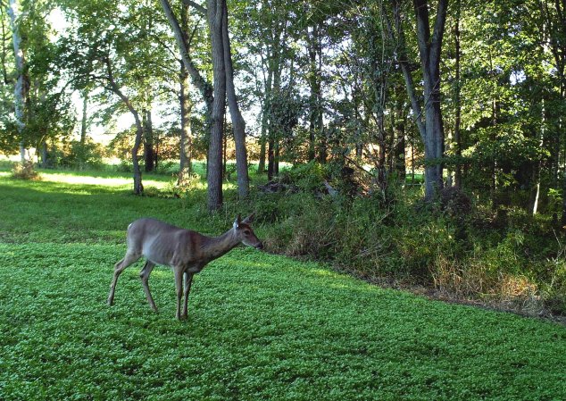 Whitetail Deer: When Chronic Wasting Disease Hits Home