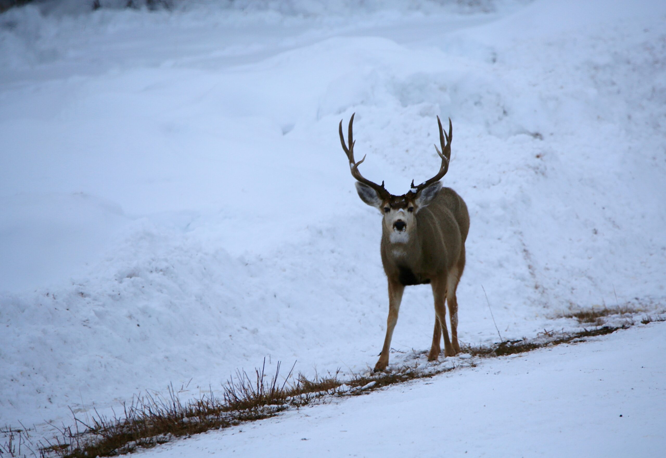 winter mule deer