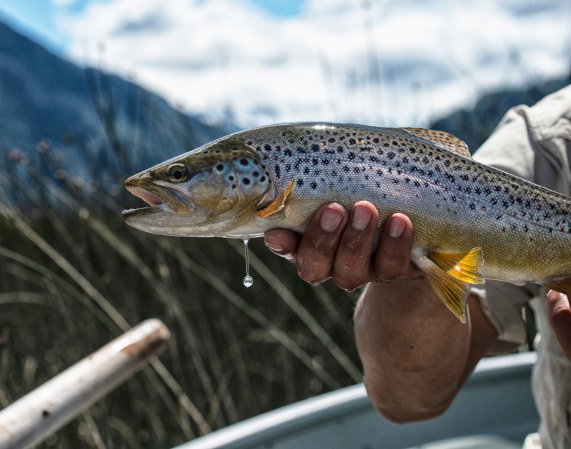 trout flies