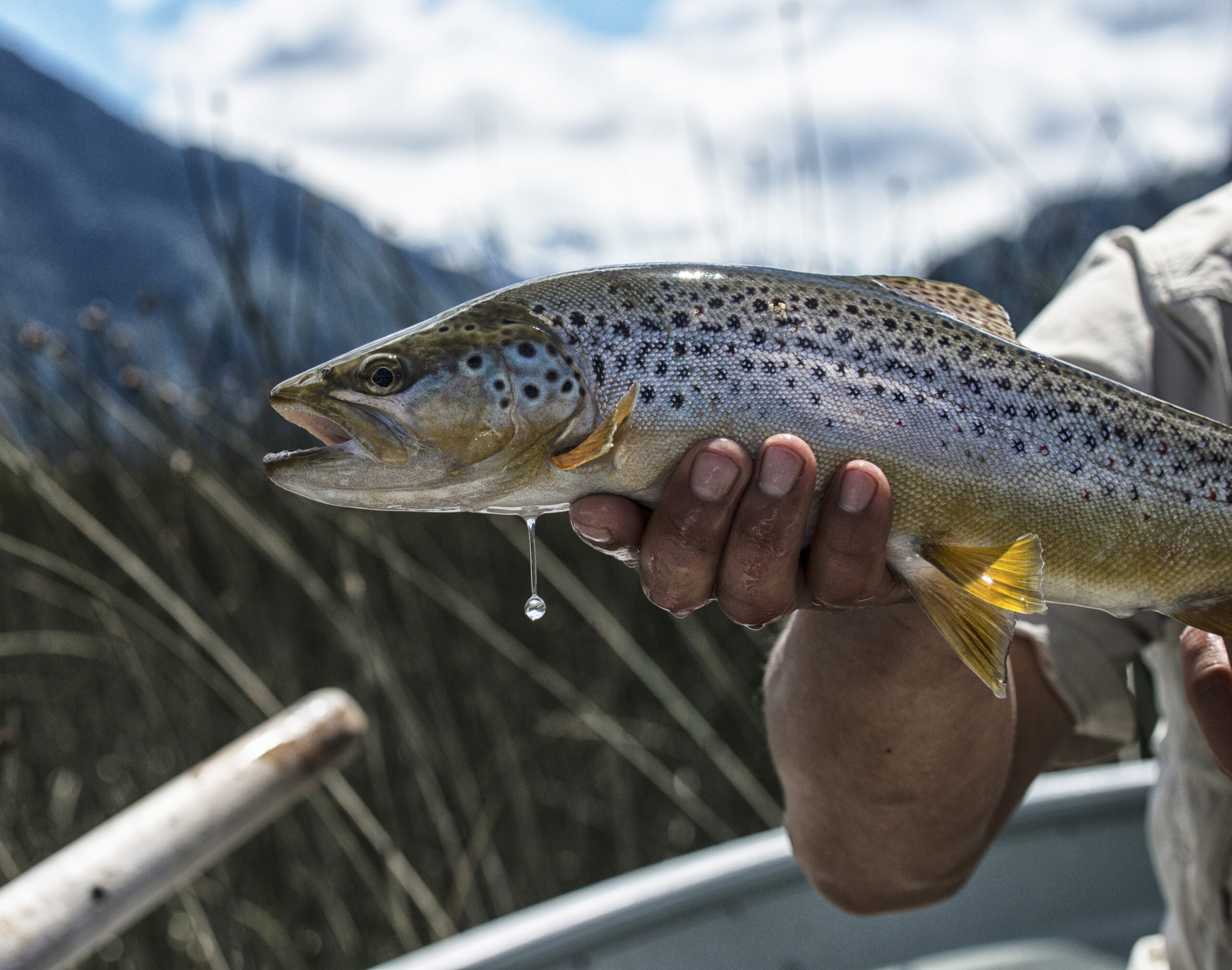 9 Must-Have Trout Flies for Spring Fly Fishing Conditions