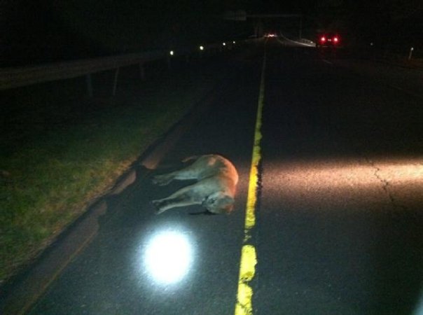 Mountain Lion Killed In Connecticut