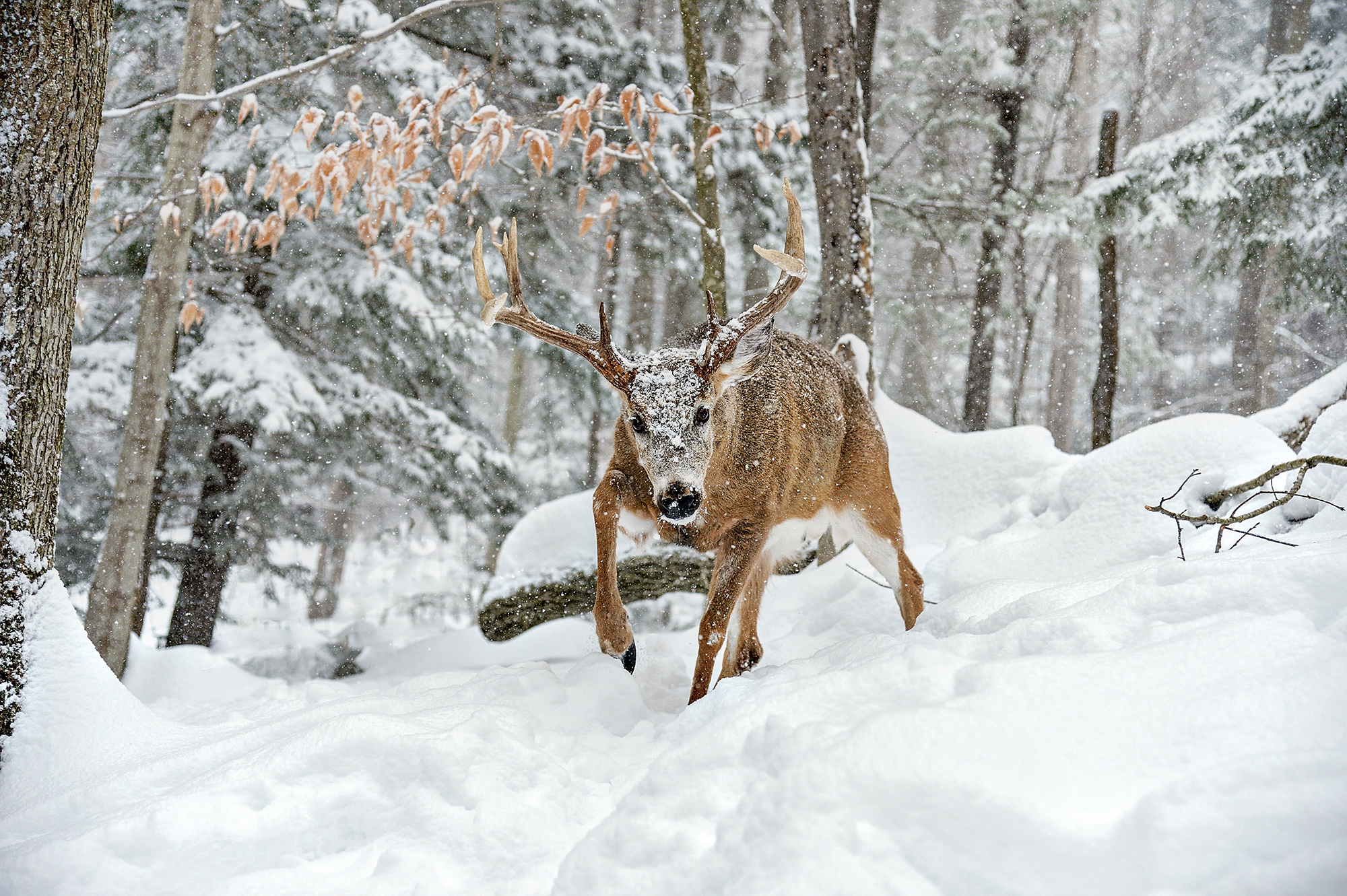 tracking deer