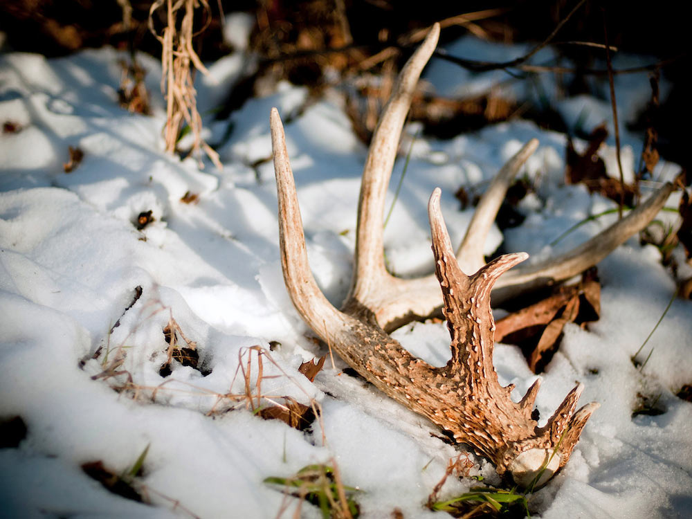 Shed hunting: What it takes to catch antler thieves