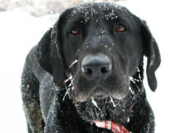 How to Take Care of Your Hunting Dog in Subzero Weather