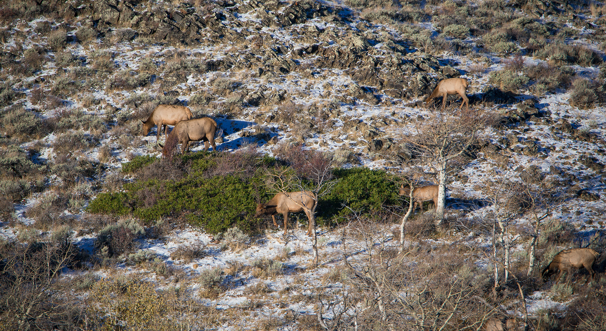 wyoming elk hunt