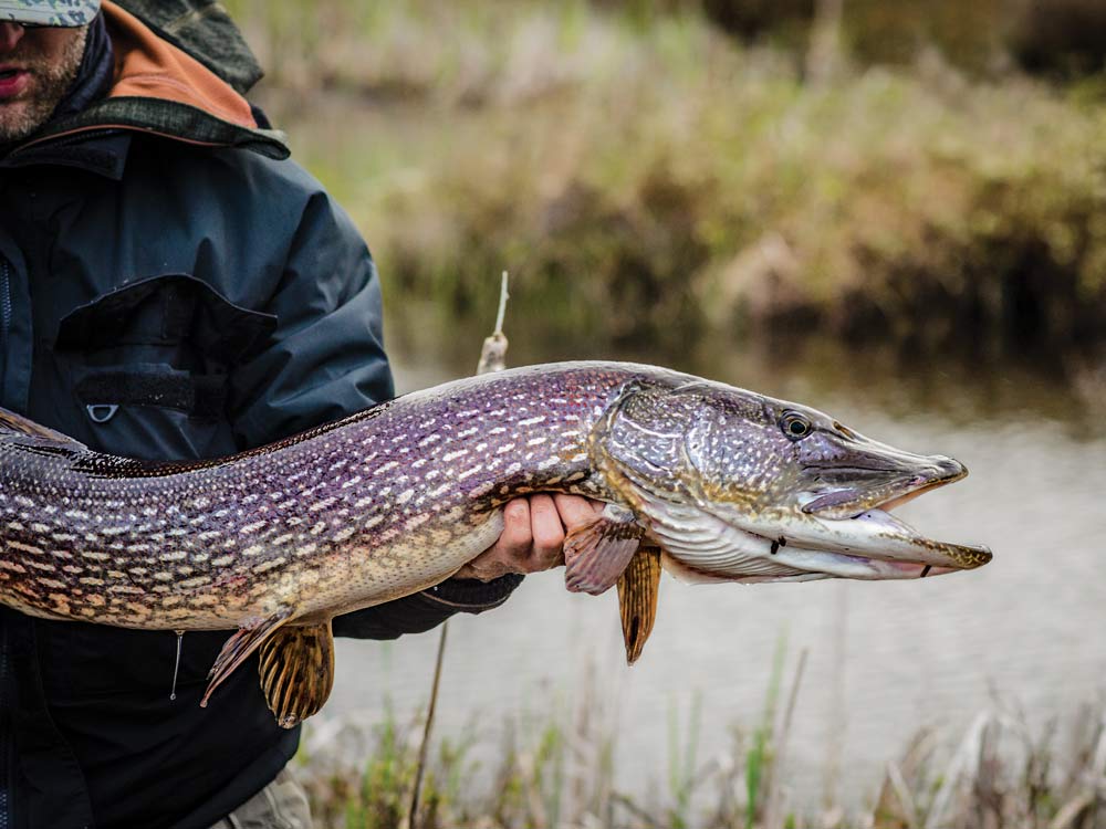 northern pike fishing