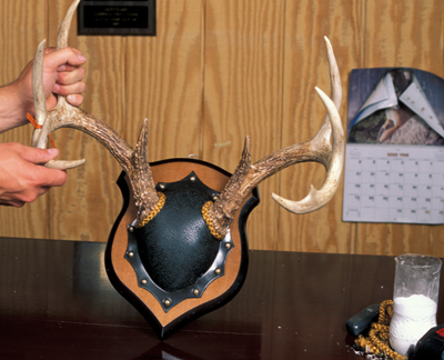 skull mounted on plaque