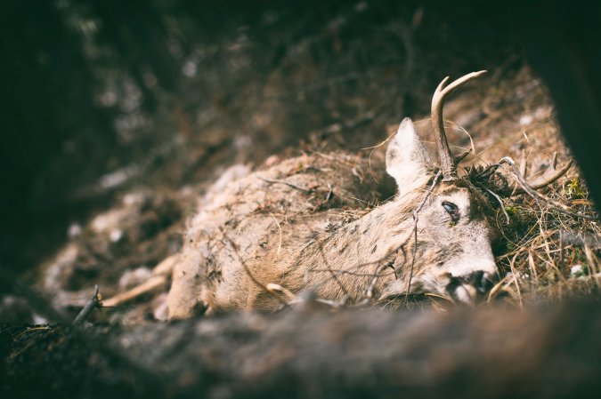 mountain lion kill