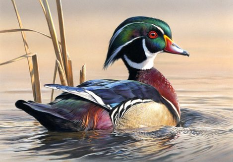 Best Duck Stamps: The Top 35 Federal Waterfowl Stamps