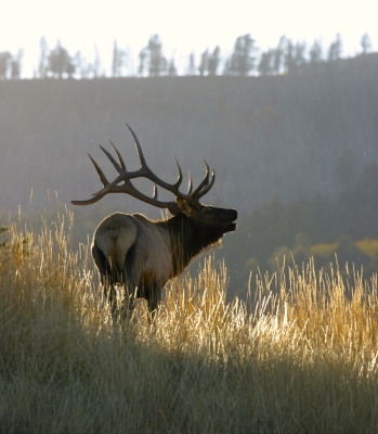 Ultimate Bucket List: The 10 North American Hunts You Must Try Before ...