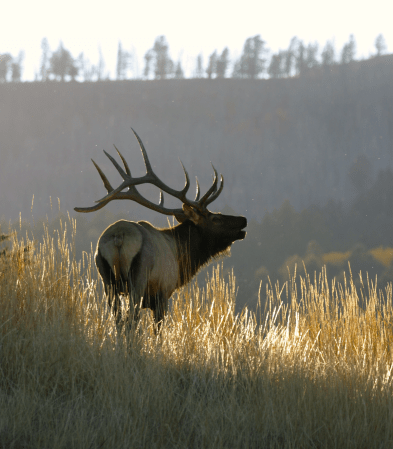 bugling elk