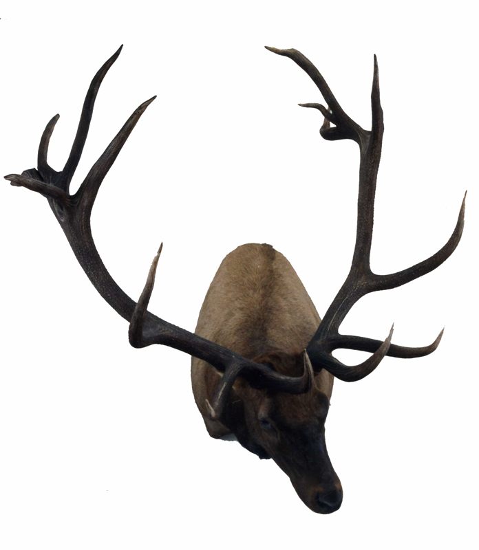 6 nontypical bull elk