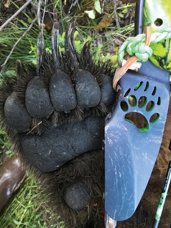 grizzly hunting with bow