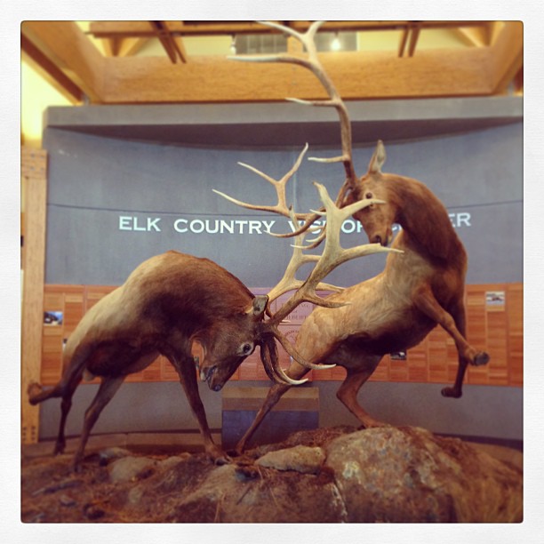 httpswww.outdoorlife.comsitesoutdoorlife.comfilesimport2014importImage2013photo1001321579cooltaxidermy_16.jpg