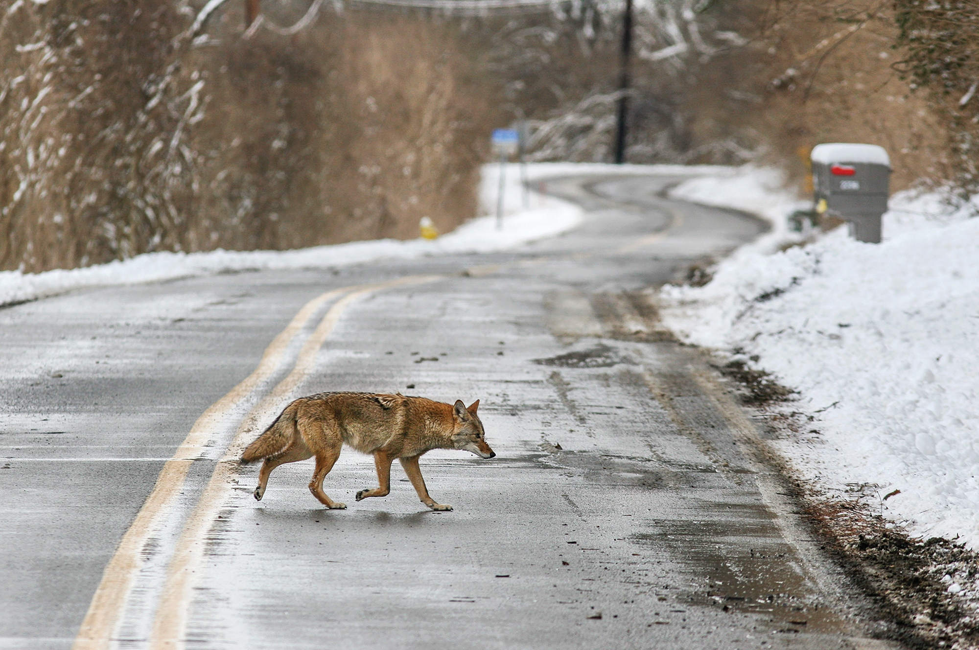 coyotes in the suburbs