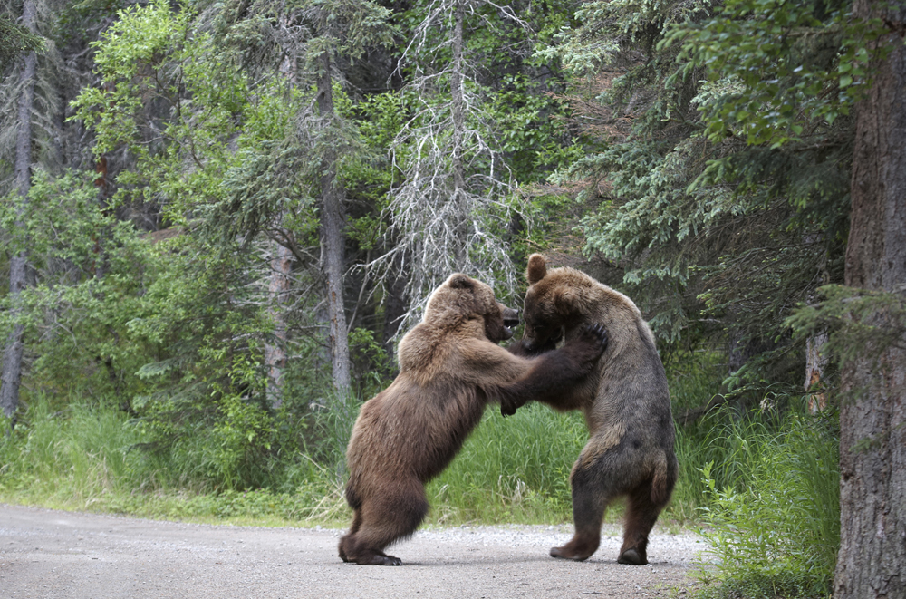 httpswww.outdoorlife.comsitesoutdoorlife.comfilesimport2014importImage2012photo1001321579SN_BEAR_FIGHT_3.jpg