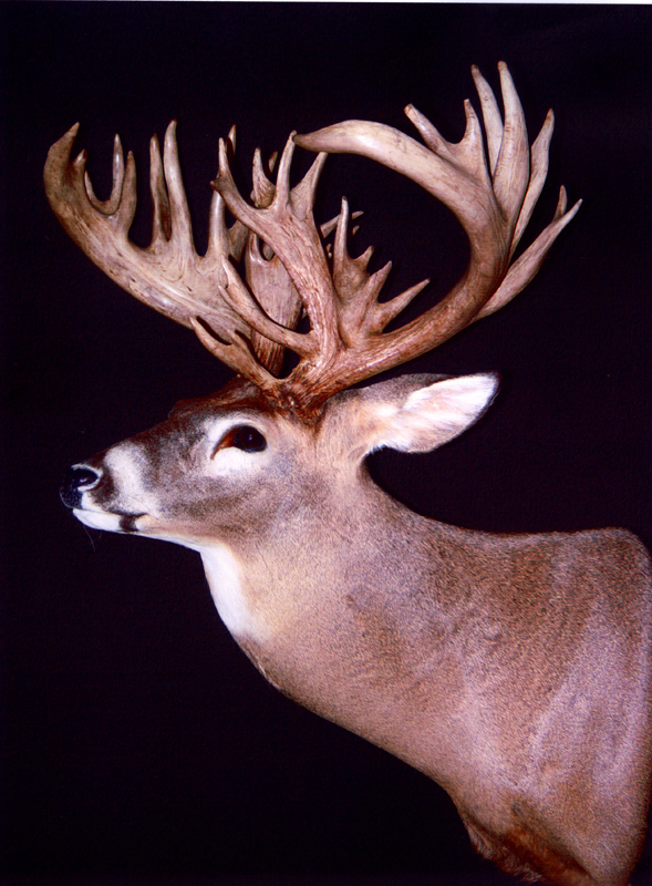 bryant Illinois buck