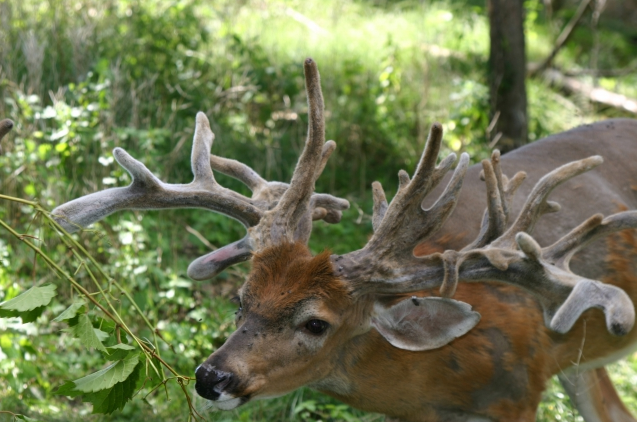 giant high fence buck