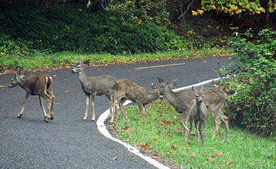 How to Eat Roadkill