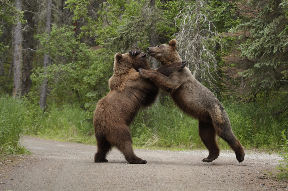 httpswww.outdoorlife.comsitesoutdoorlife.comfilesimport2014importImage2012photo1001321579SN_BEAR_FIGHT_1.jpg