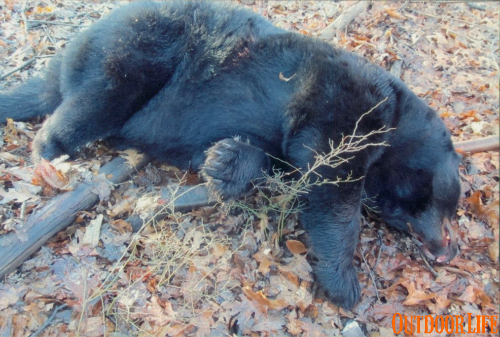 PA record black bear