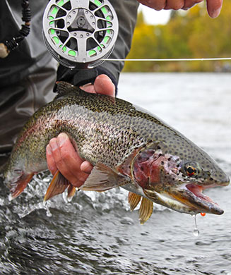 Cast and Blast: Wingshooting and Salmon Fishing in Southwest Alaska