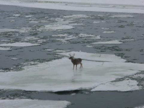 httpswww.outdoorlife.comsitesoutdoorlife.comfilesimport2013images20100924_Ice_Flow_Buck_3_0_0.jpg