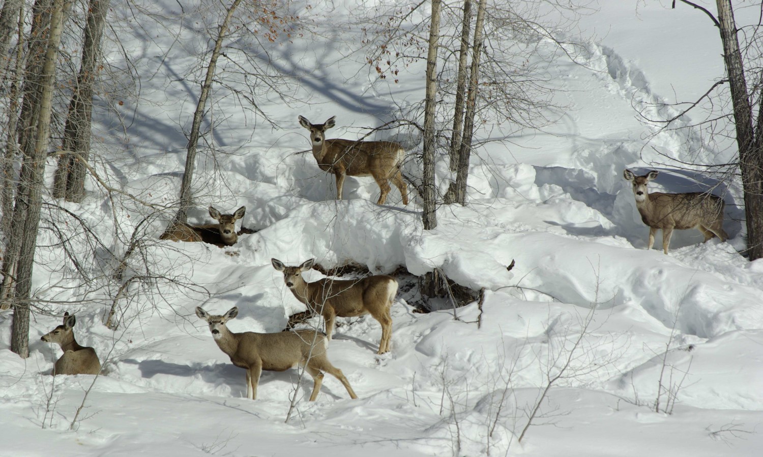 herd of mule deer