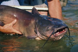 Expert Tips on How to Catch Catfish