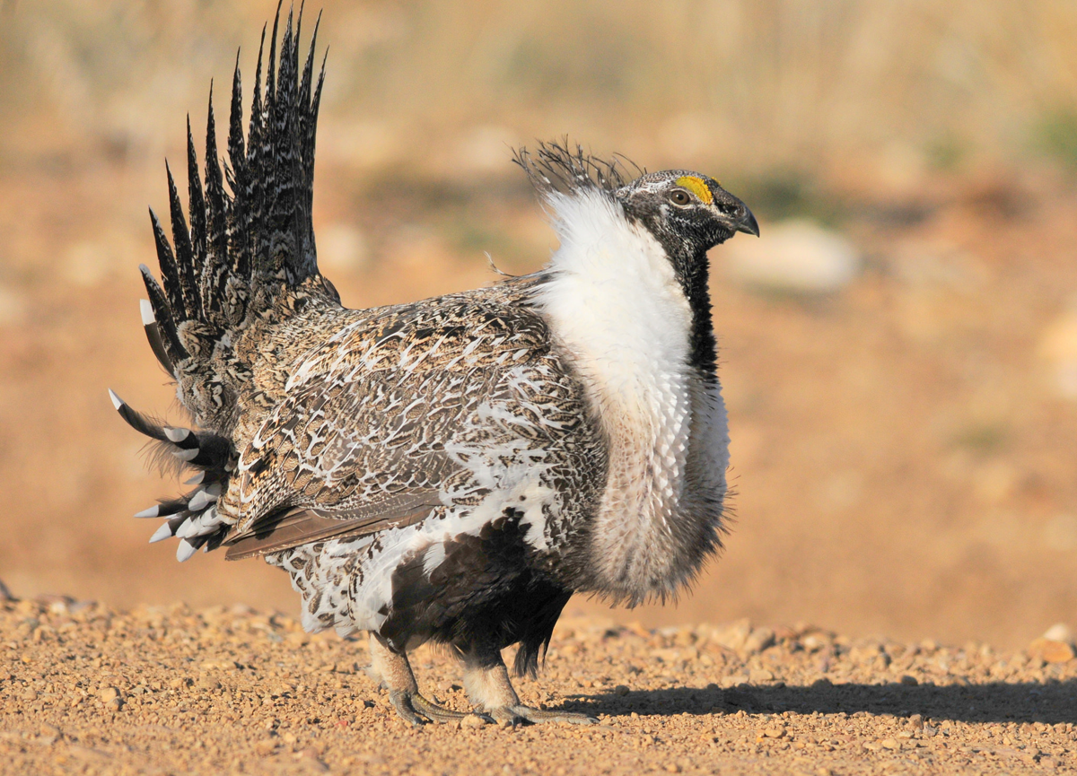 sage grouse