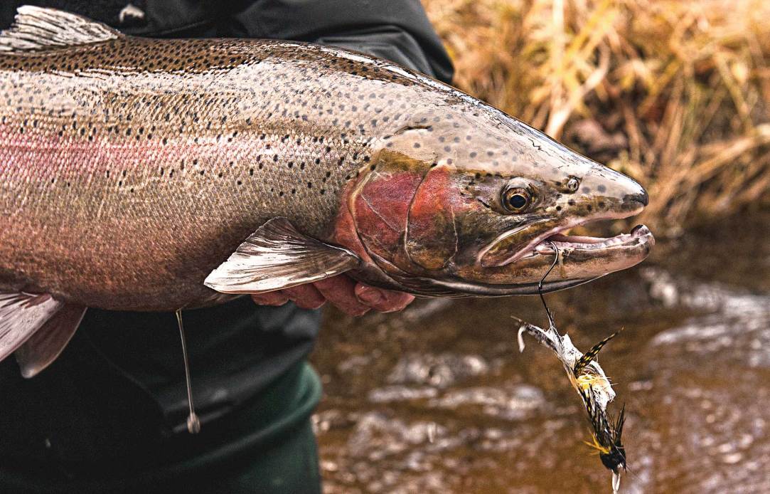 Swinging for Steelhead