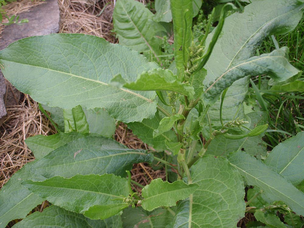 Curly dock (Rumex crispus)