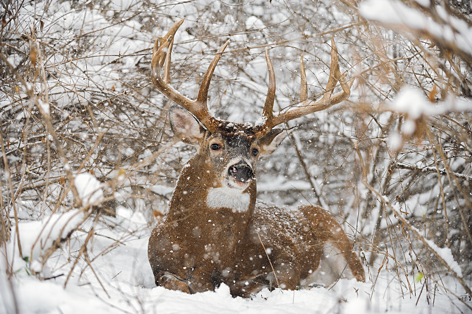 tracking deer