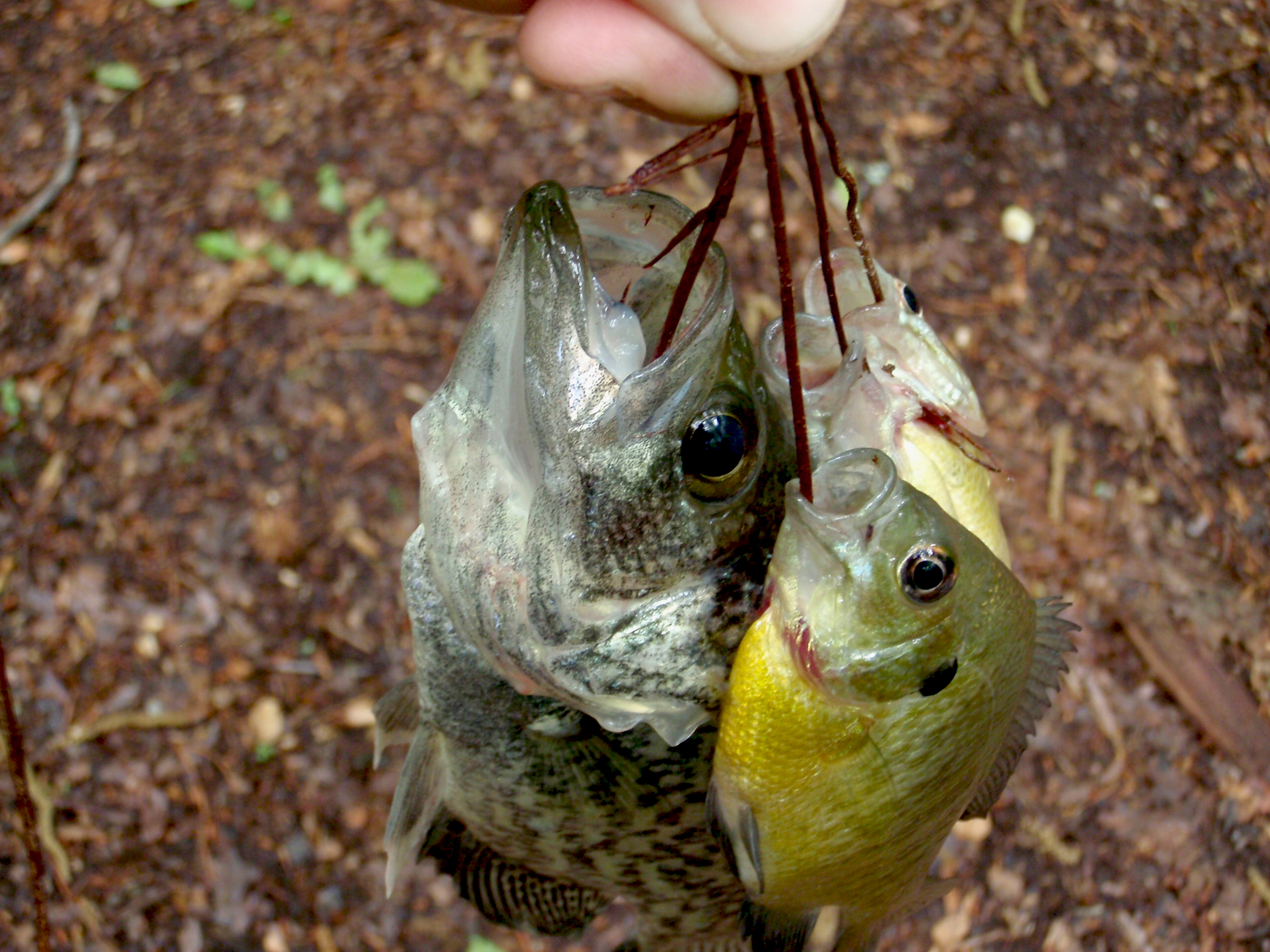Primitive Survival Fish Trap. (FISH CAUGHT) 