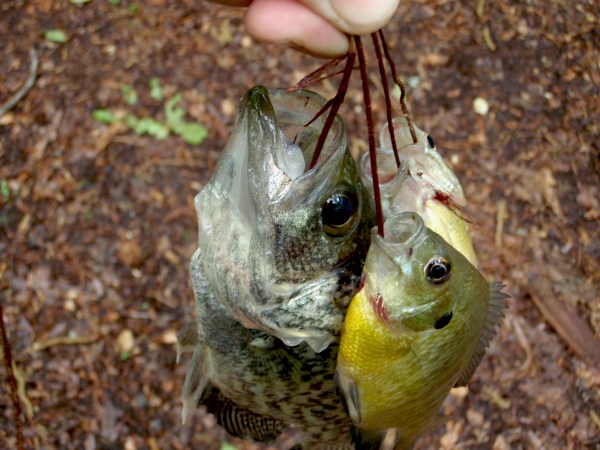 Survival Skills: Make Your Own Primitive Fish Hooks