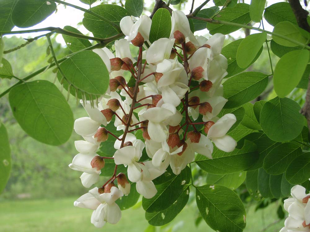 Black Locust flowers