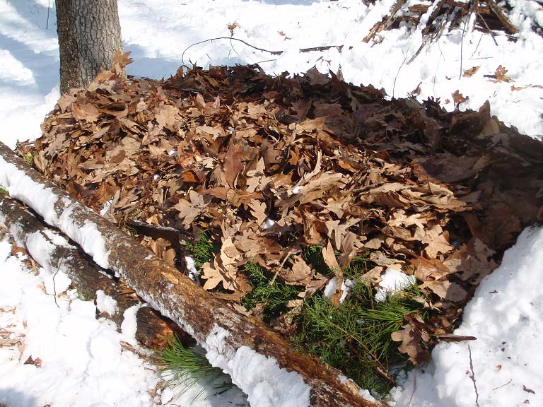 bough bed in the snow