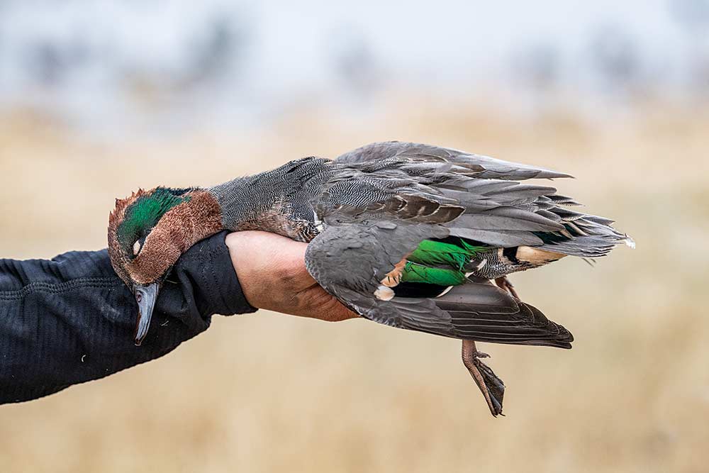 greenhead duck