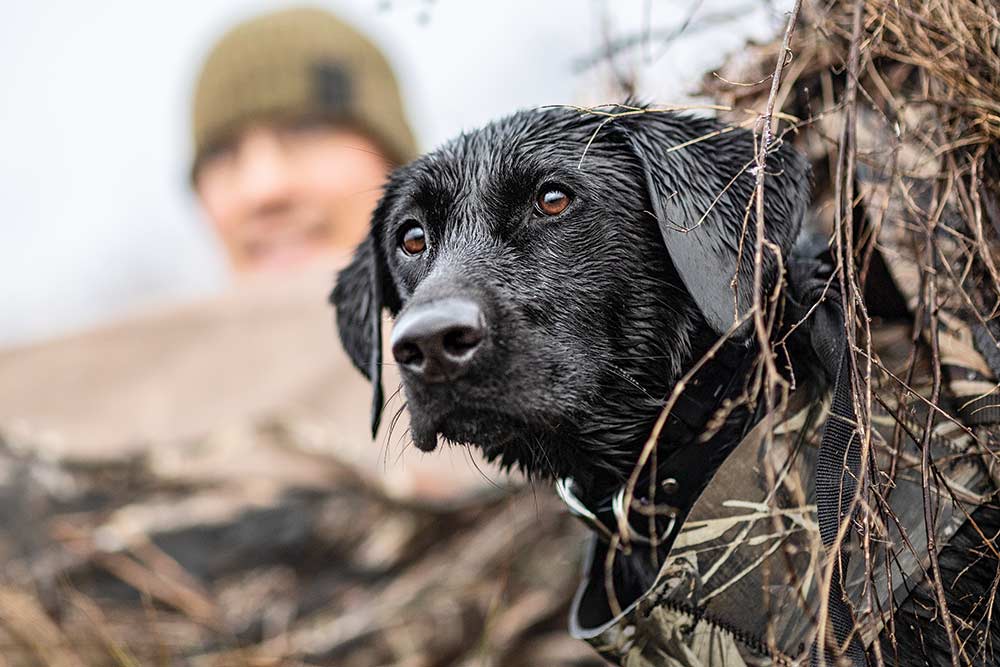 black lab on waterfowl hunting